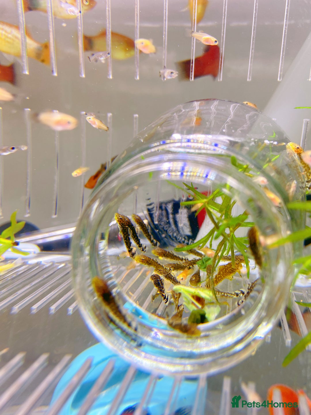 Plecos fish for sale: Bristlenose Pleco Golden&Snowflake – Various Sizes - Advert 14