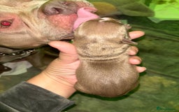 American Bully dogs for sale: Pocket bully puppy’s  - Image 25