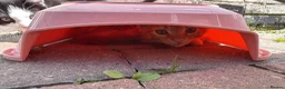 Mixed Breed cats for sale: Kittens looking for homes 🐱 - Advert 25