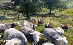Sheep livestock for sale: Beautiful Herdwick Sheep - Lambs and Shearlings - Image 8