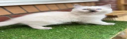 Ragdoll cats for sale: GCCF Blue point Ragdolls  - Advert 2