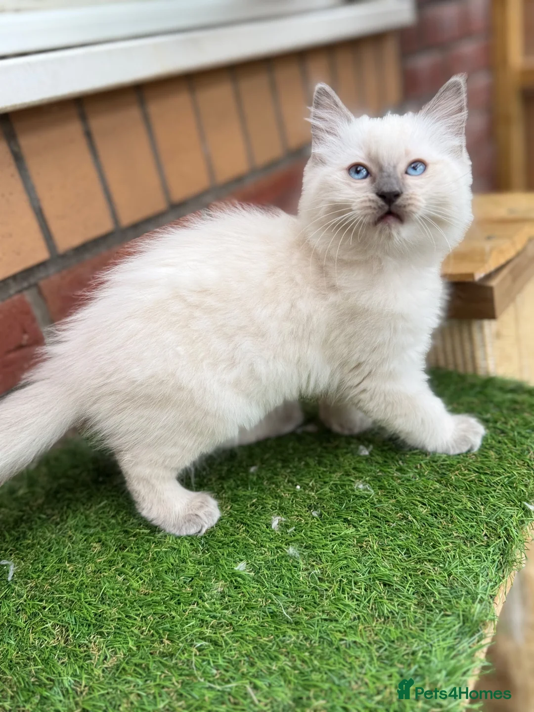 Ragdoll cats for sale: GCCF Blue point Ragdolls  - Advert 2