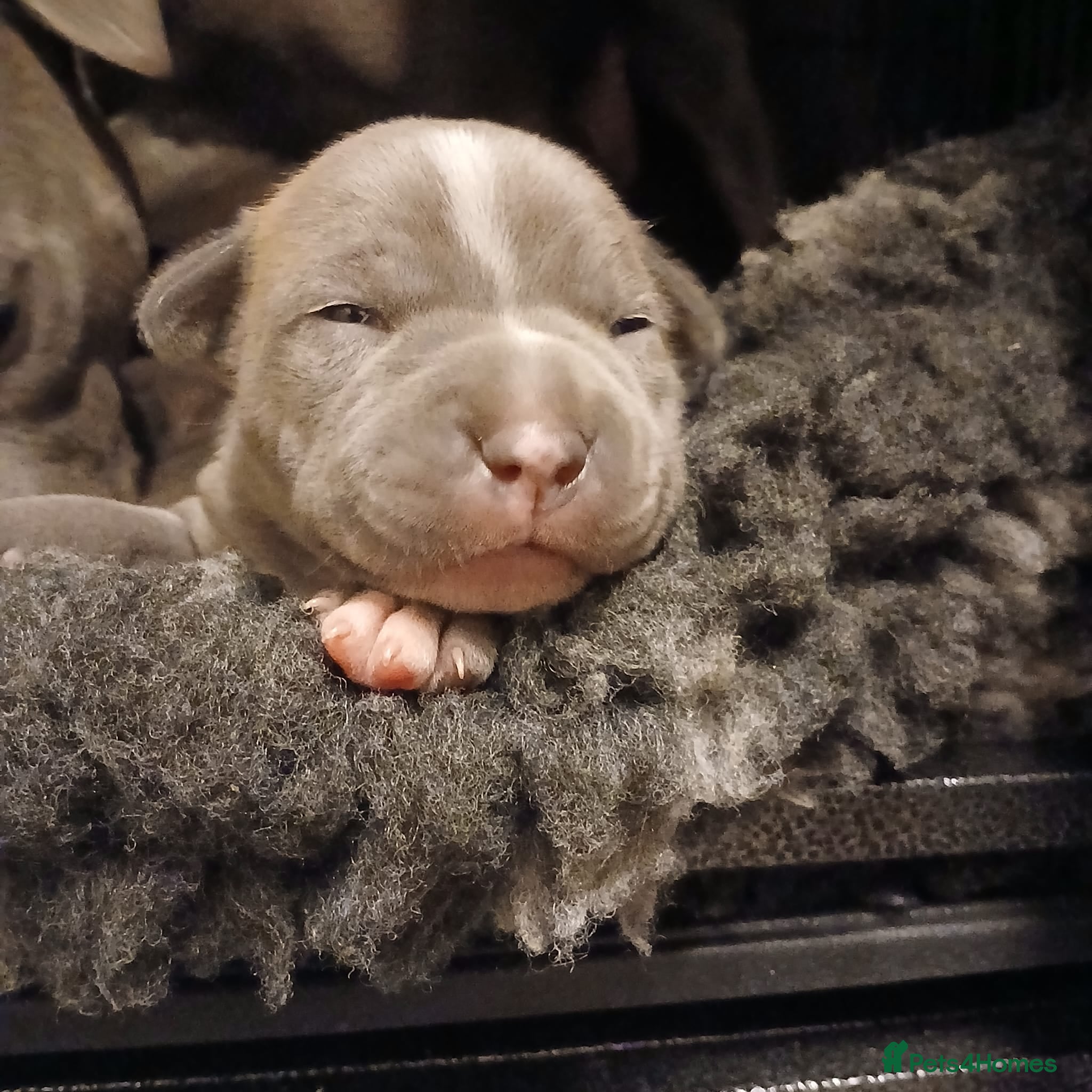 Staffordshire Bull Terrier dogs Pedigree Blue Staffordshire Bull Terrier Puppies  - Advert 3