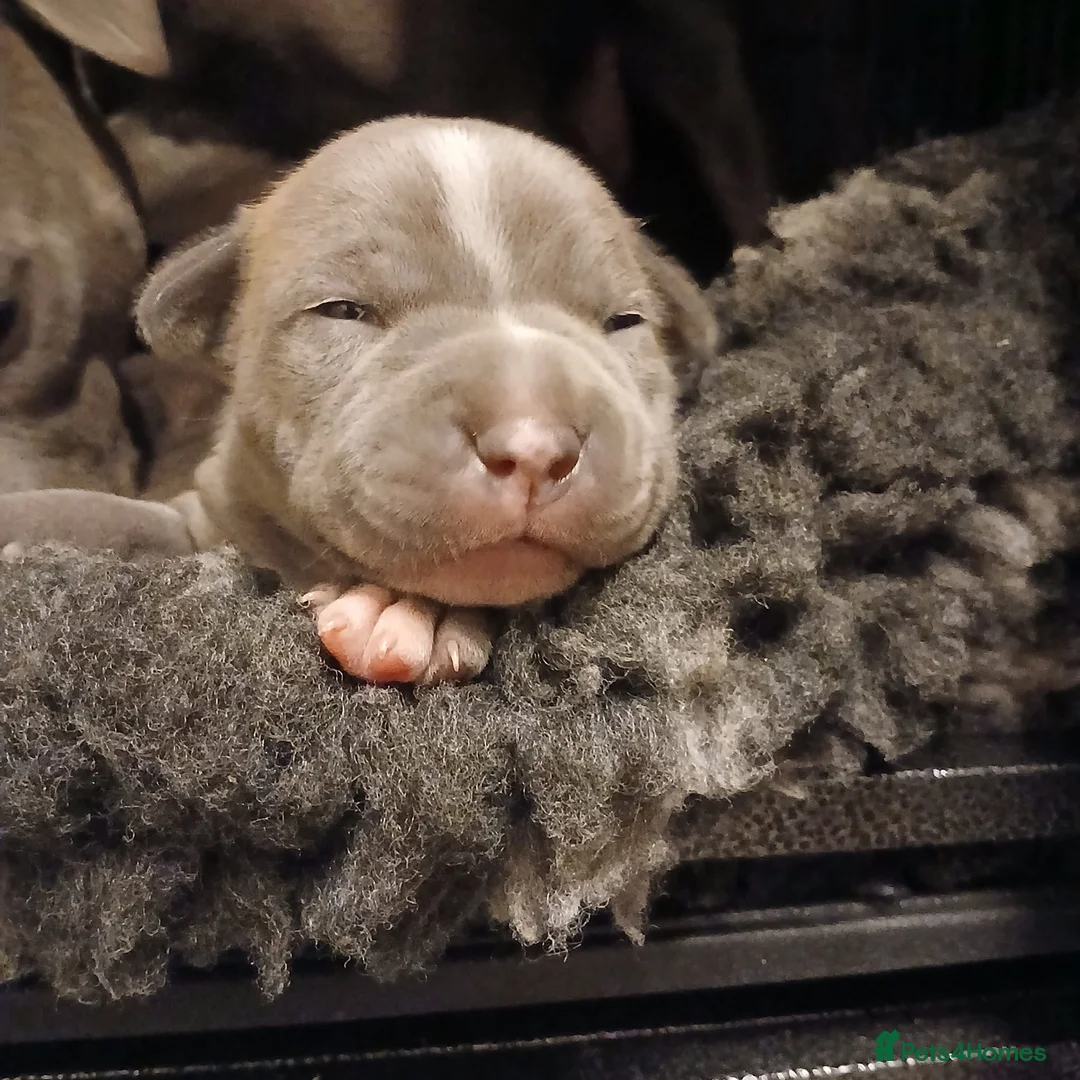 Staffordshire Bull Terrier dogs for sale: Pedigree Blue Staffordshire Bull Terrier Puppies  - Advert 1