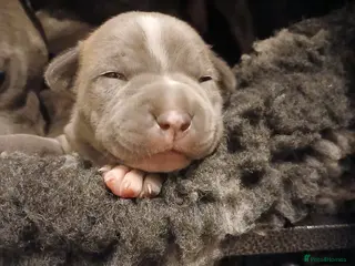 Staffordshire Bull Terrier dogs Pedigree Blue Staffordshire Bull Terrier Puppies - Advert 1