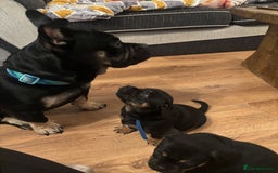 Mixed Breed dogs for sale: Beautiful puppies - Image 25