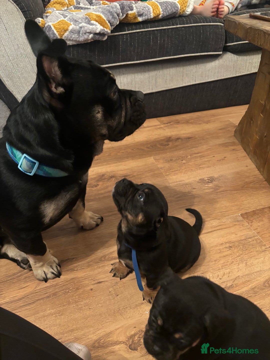 Mixed Breed dogs for sale: Beautiful puppies - Image 25