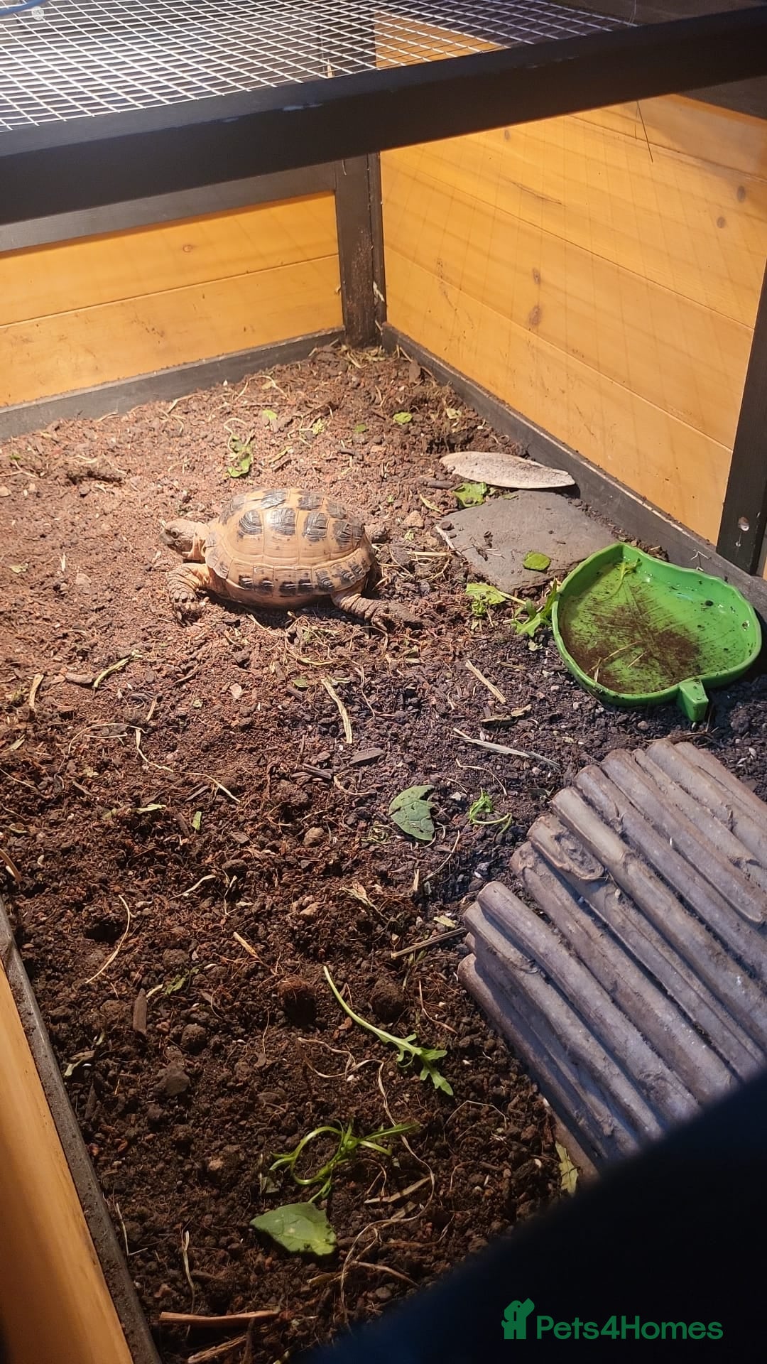Tortoise reptiles for sale: Horsefield tortoise  - Advert 1