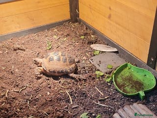 Tortoise reptiles Horsefield tortoise - Advert 1