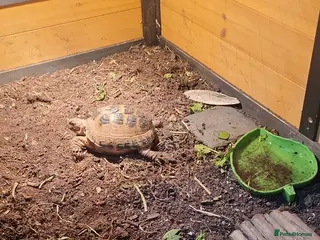 Tortoise reptiles Horsefield tortoise - Advert 2