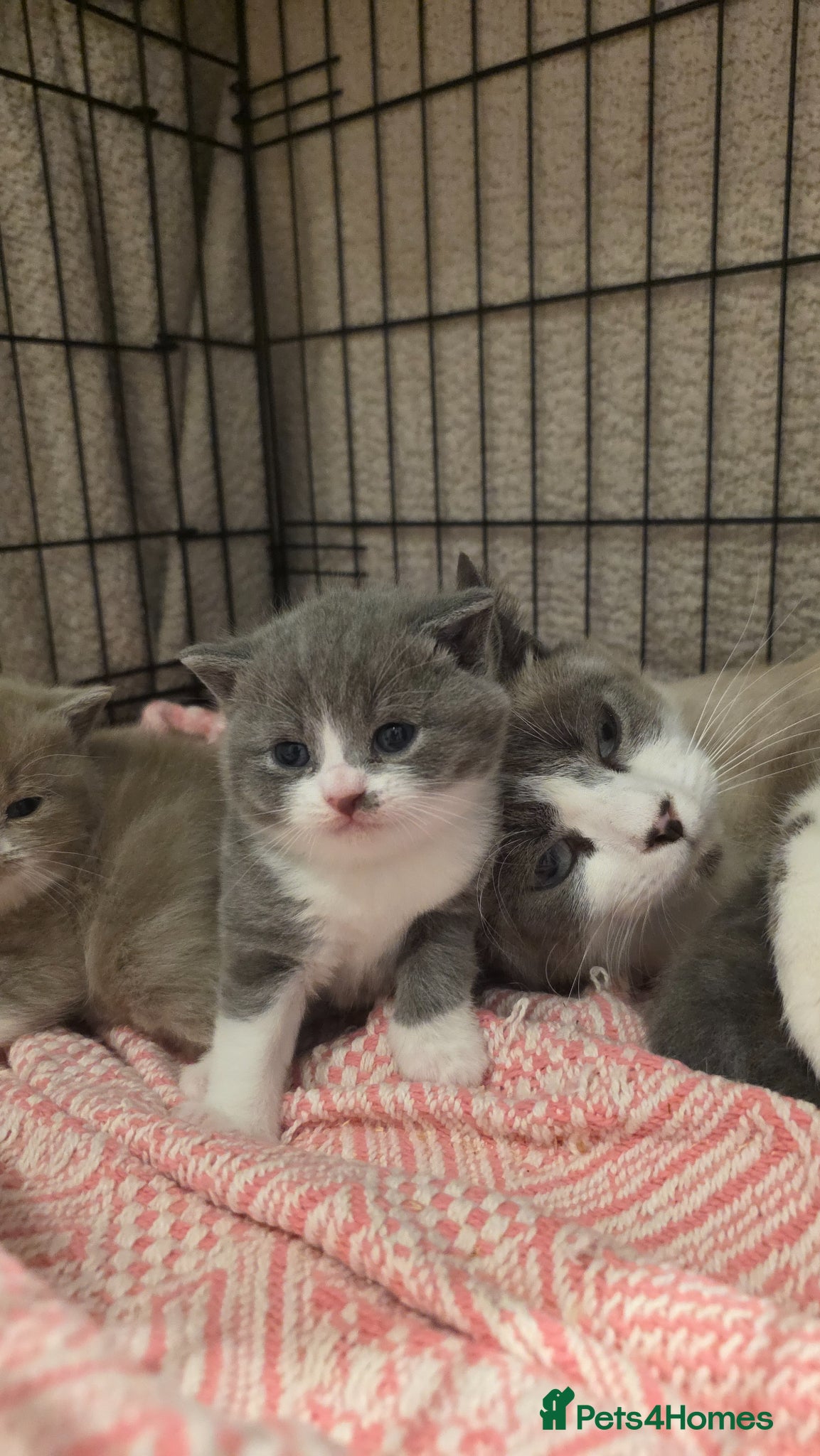 British Shorthair cats Beautiful British Shorthair Girls - Advert 11