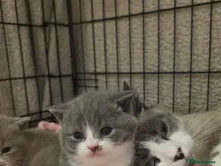 British Shorthair cats Beautiful British Shorthair Girls - Advert 11