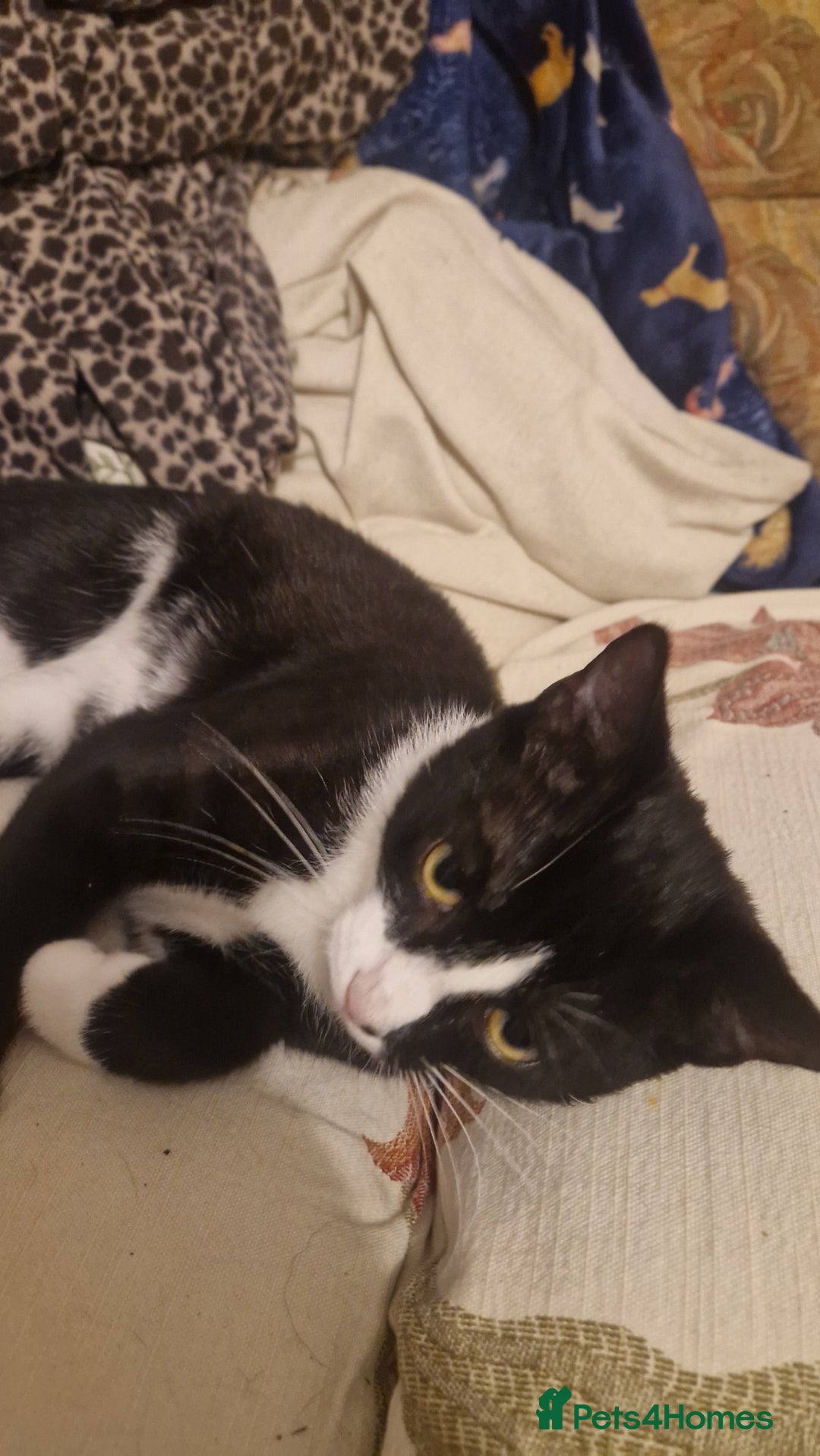 Mixed Breed cats for sale: Betty and Teddy looking for their forever home - Image 4