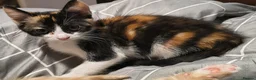 Domestic Shorthair cats for sale: 5 beautiful lovely kittens 🐾🐾 in Boston - Advert 9