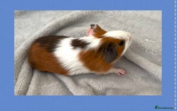 Guinea Pig rodents for sale: Baby guinea pigs  - Image 7