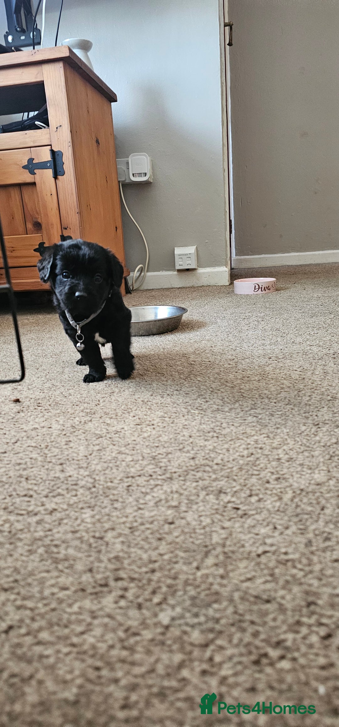 Schnoodle dogs for sale: Perfect schnoodles - Advert 20