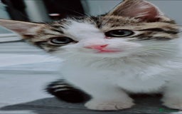 Mixed Breed cats for sale: BEAUTIFUL Kittens Looking forever home - Image 6