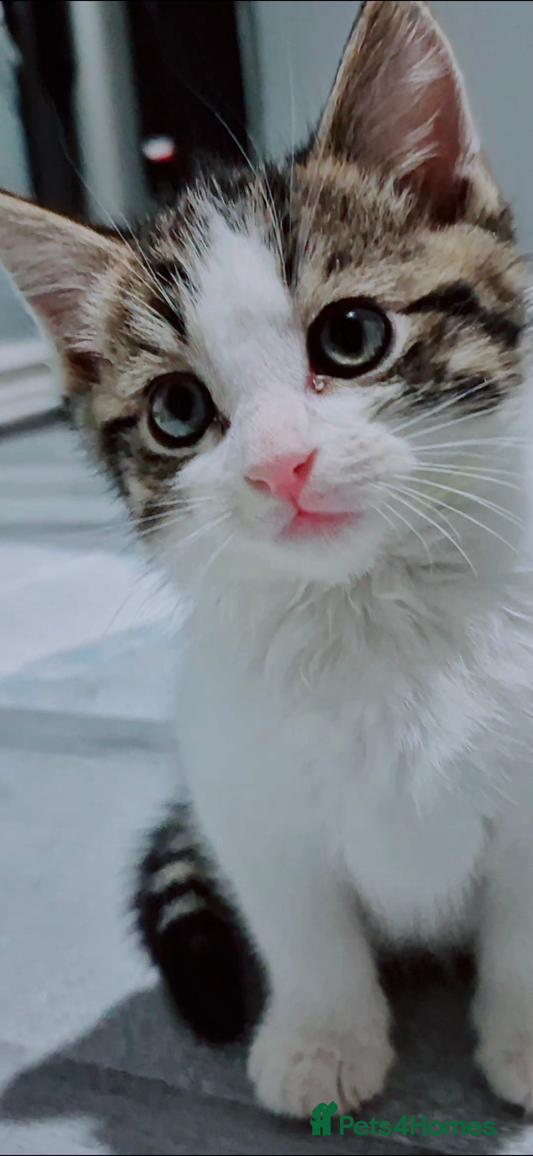 Mixed Breed cats for sale: BEAUTIFUL Kittens Looking forever home - Image 6