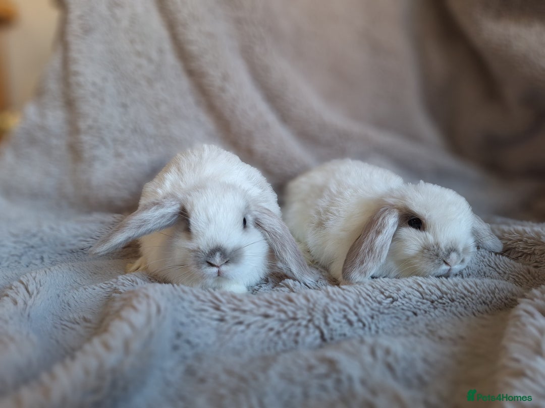 Mini Lop rabbits for sale: Beautiful pure breed mini lops  - Image 8