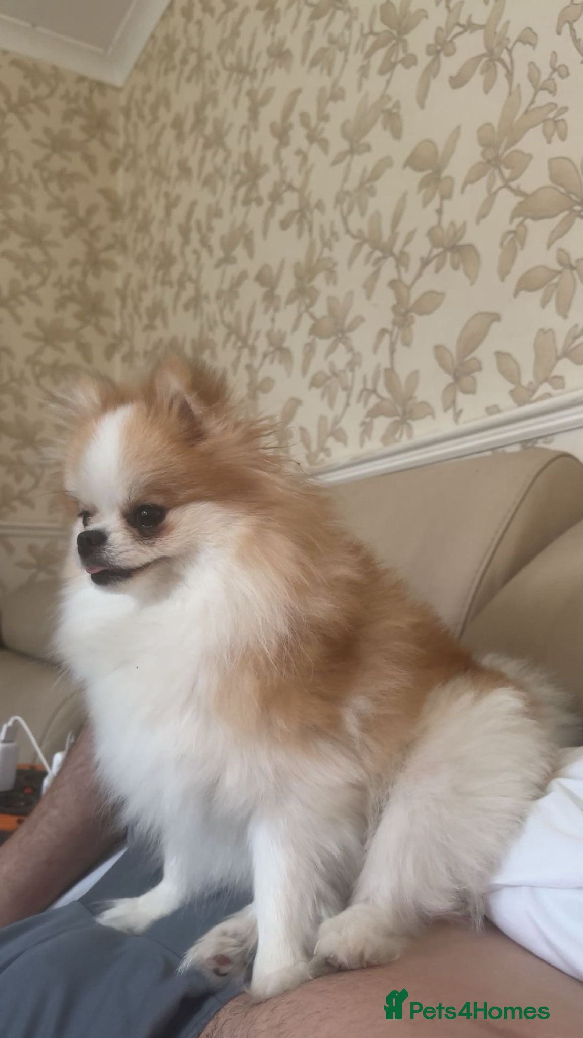 Pomeranian dogs KC Registered Female Pomeranian - Advert 17