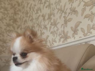 Pomeranian dogs KC Registered Female Pomeranian - Advert 9