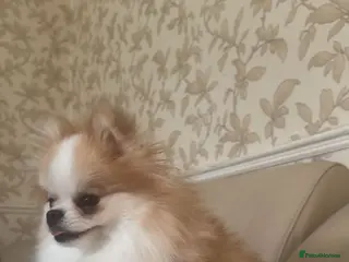 Pomeranian dogs KC Registered Female Pomeranian - Advert 18