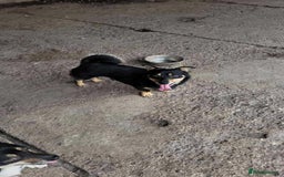 Mixed Breed dogs for adoption: REMY-playful pup/very affectionate/loves dogs  - Advert 5