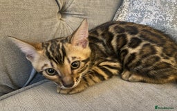 Bengal cats for sale: Top quality bred! Healthy bengal kitten  - Image 3