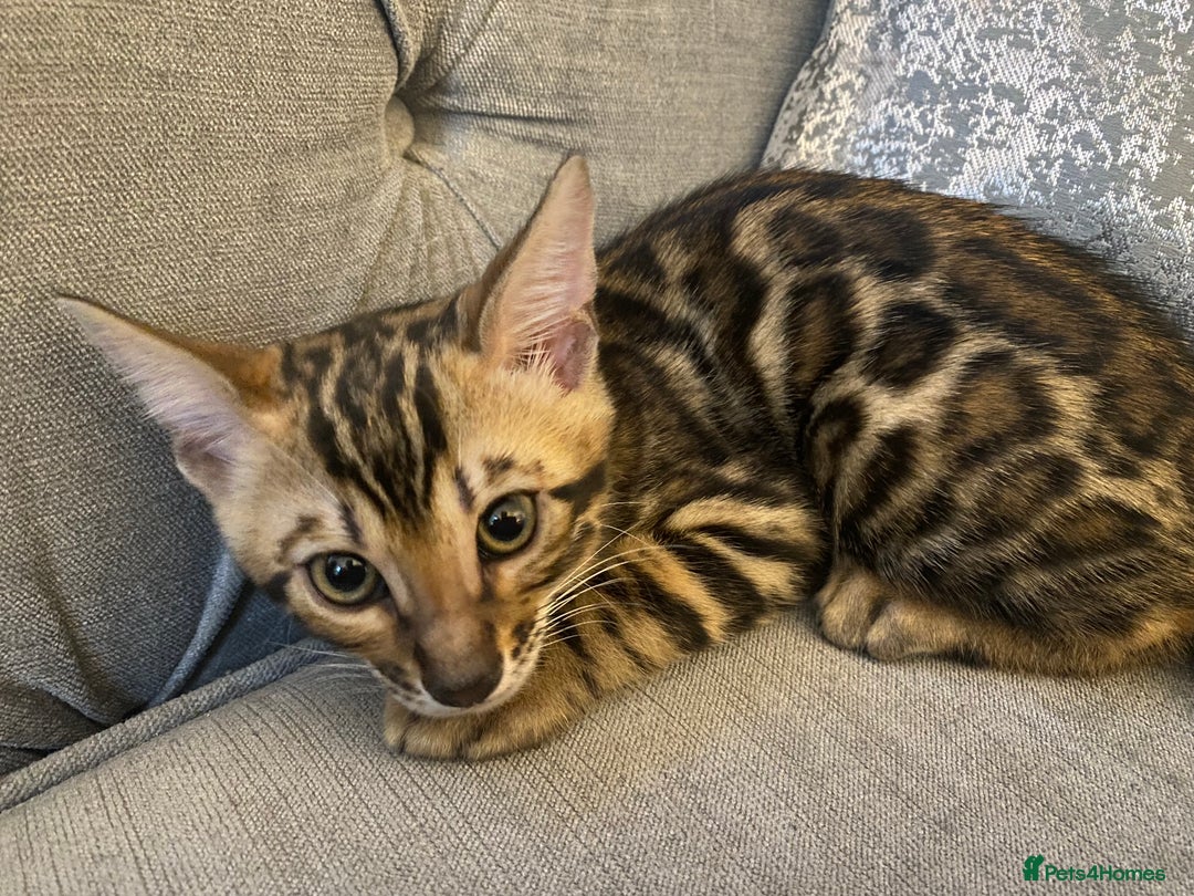 Bengal cats for sale: Top quality bred! Healthy bengal kitten  - Image 3