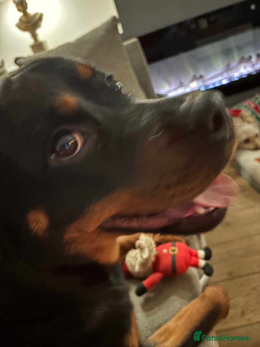 Rottweiler dogs for sale: 10month old rottie bitch - Advert 7