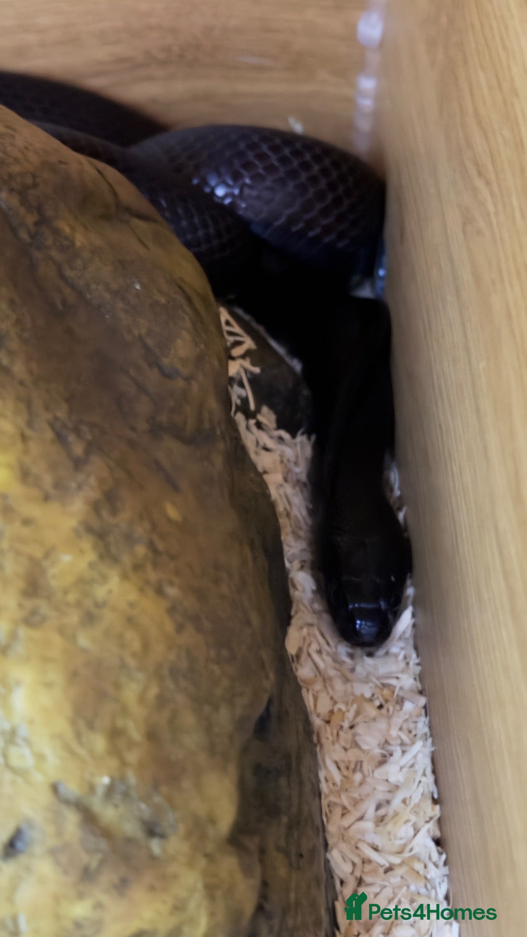 King Snake reptiles for sale: Mexican King Snake - One Year Old  - Advert 2