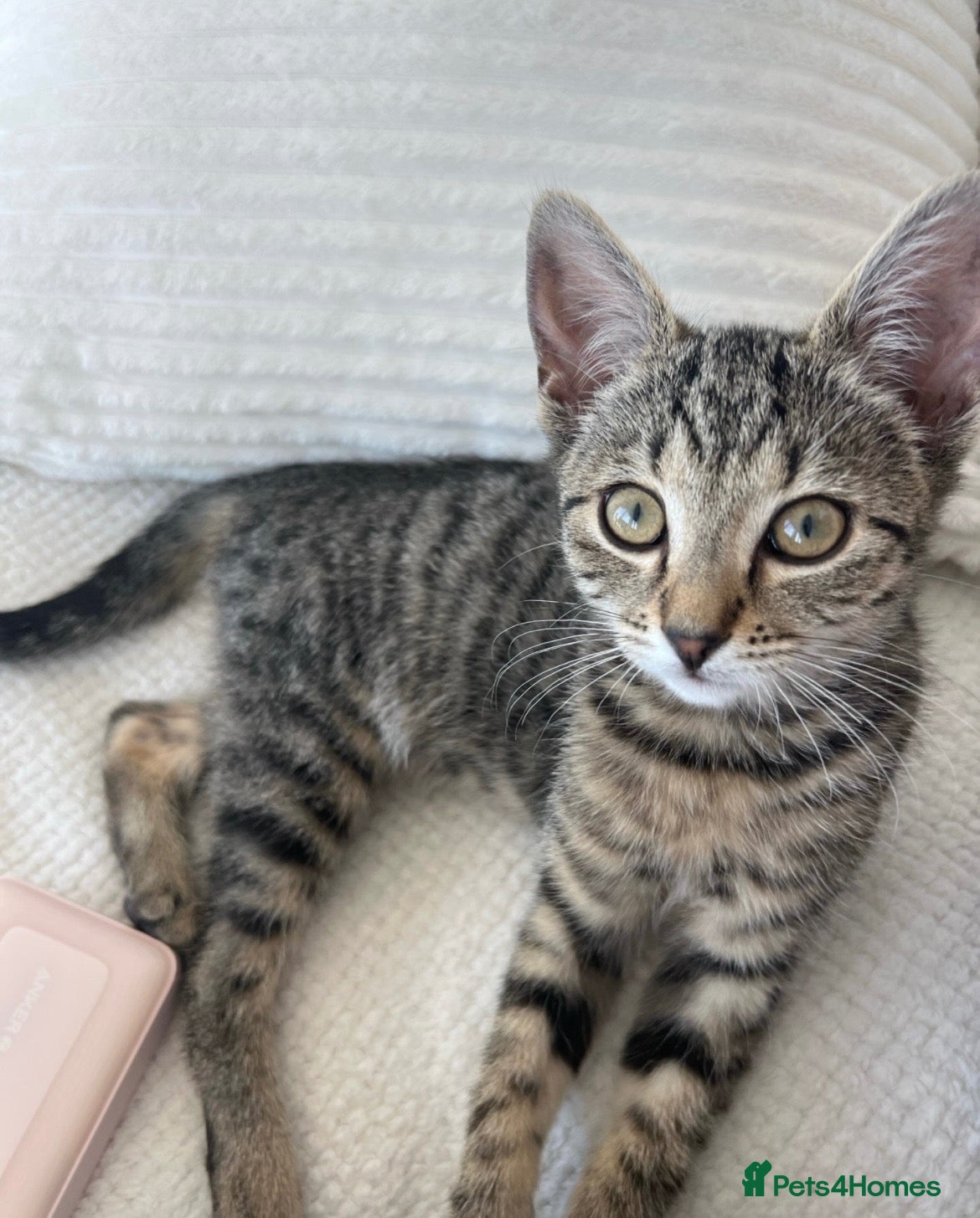 Domestic Shorthair cats Immediate Collection: Litter Trained Loving Kitten - Advert 17