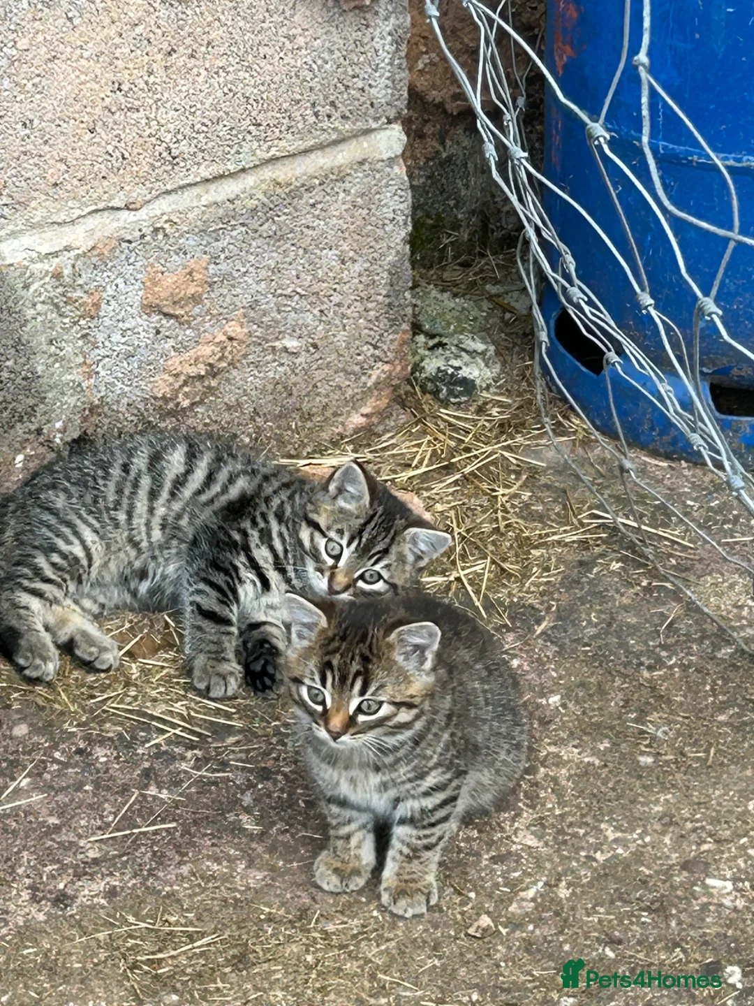 Mixed Breed cats for sale: 2 Tabby Kittens for Sale. Ready now. - Advert 1