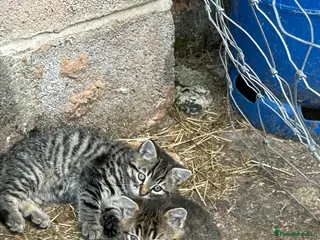 Mixed Breed cats 2 Tabby Kittens for Sale. Ready now. - Advert 4