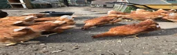 Chickens poultry for sale: point of lay pullets Bovan Browns - Advert 3
