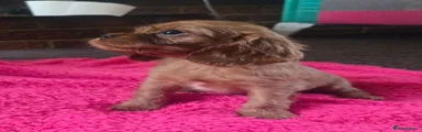 Cavalier King Charles Spaniel 5