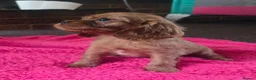 Cavalier King Charles Spaniel dogs for sale: King charles cavalier pups. in Rochester - Advert 15