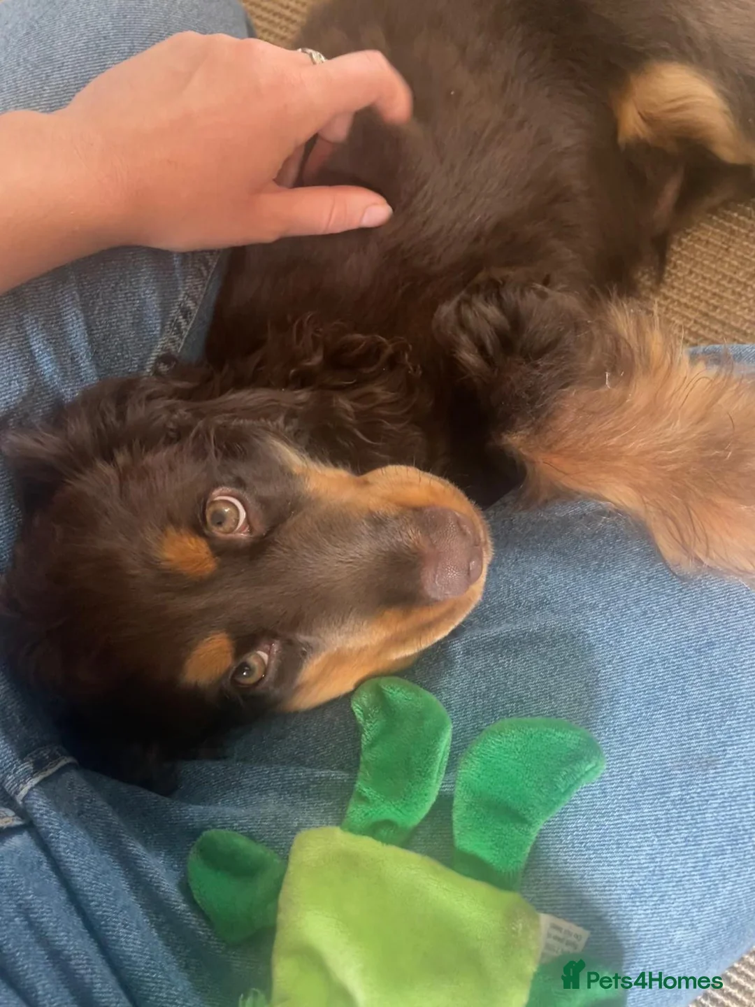 Cocker Spaniel dogs for sale: KC Registered Show Cocker Puppy in Bath - Advert 6