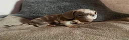 Miniature Dachshund dogs for sale: Two beautiful KC registered puppies  in Hull - Advert 2
