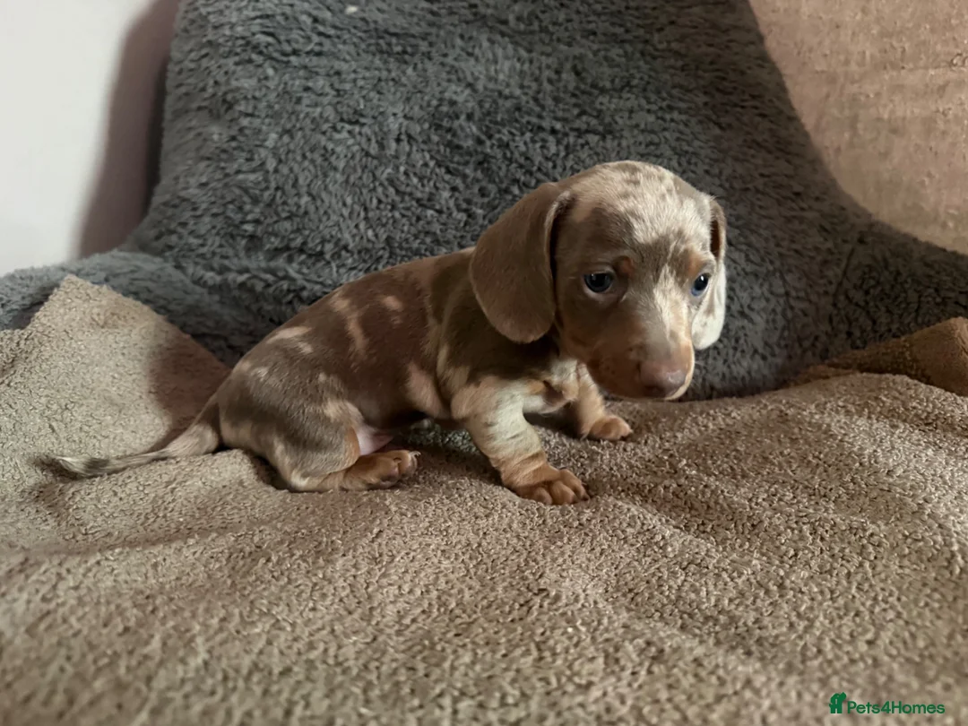 Miniature Dachshund dogs for sale: Two beautiful KC registered puppies  in Hull - Advert 2