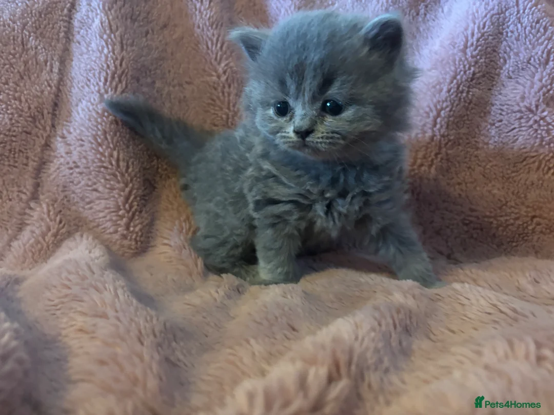 British Longhair cats for sale: British long haired blue girls  - Advert 1
