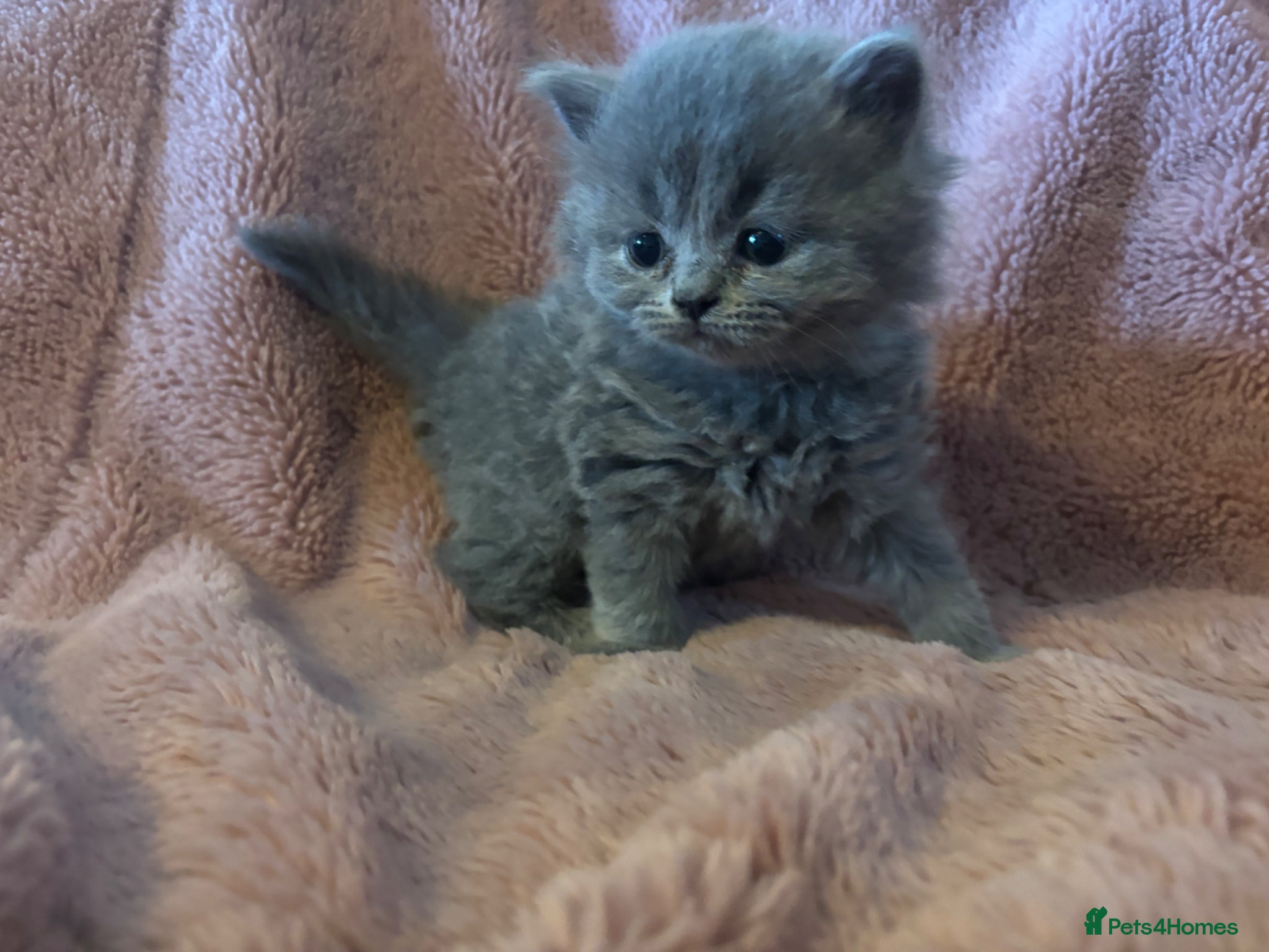 British Longhair cats British long haired blue girls - Advert 2