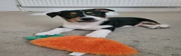 Mixed Breed dogs for sale: 9 week puppy. - Advert 6