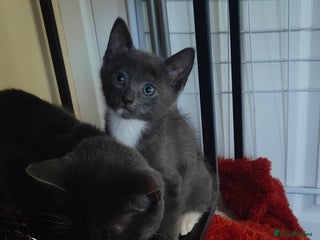Mixed Breed cats - Advert 21