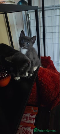 Mixed Breed cats - Advert 13