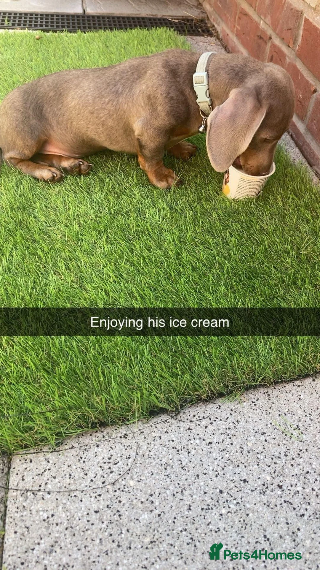 Miniature Dachshund dogs for sale:  8-MONTH-OLD MINIATURE DACHSHUND AND FULL SET UP - Advert 3