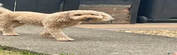 Cockapoo dogs for sale: 2 cockapoo girls in Middlesbrough - Advert 8