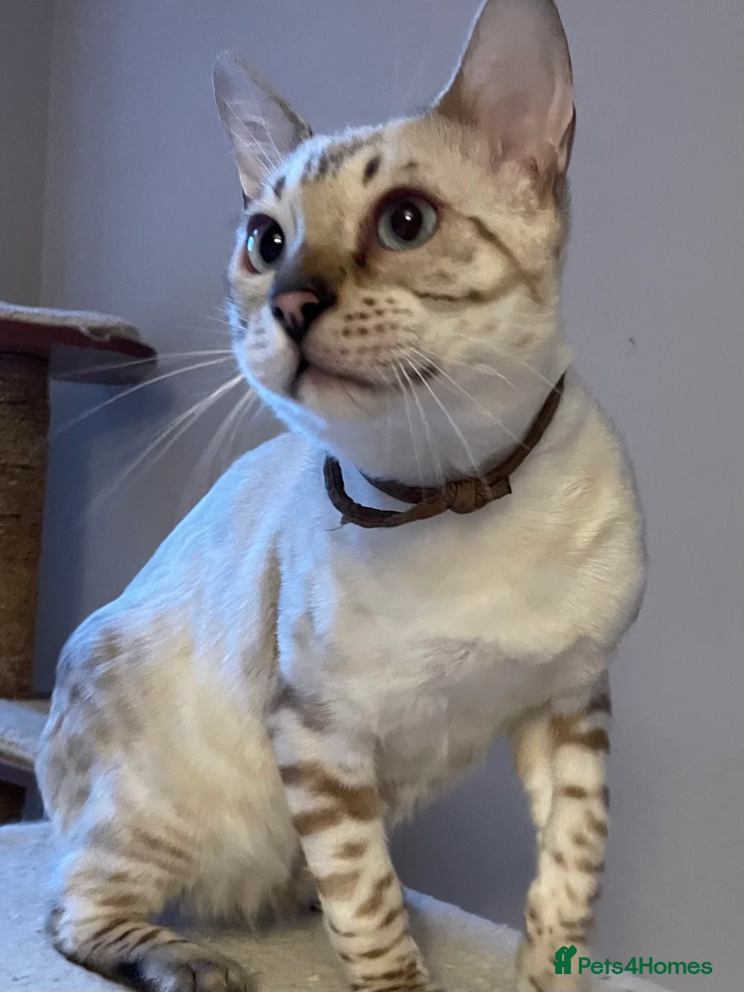 Bengal cats for sale: Outstanding pedigree Bengals - Advert 18