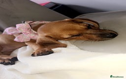 Dachshund dogs for sale: Sad sale of Female dachshund with all her stuff - Image 3