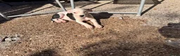 Staffordshire Bull Terrier dogs for sale: Female staffy for sale  - Advert 3